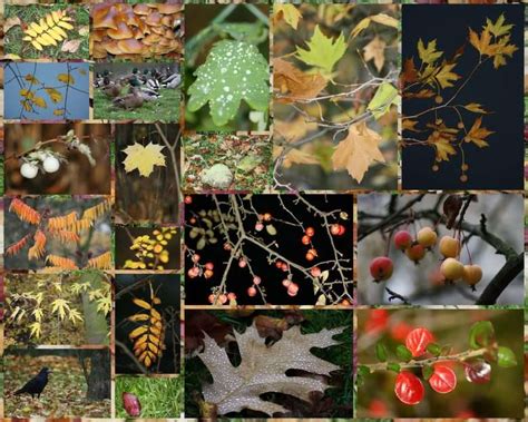 autumn - ePuzzle photo puzzle