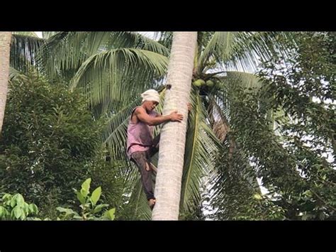 How They Harvest Coconuts In The Philippines Youtube