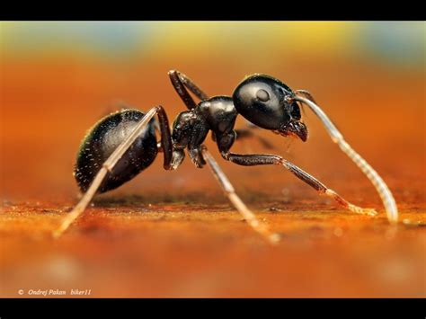 Micro Ants Animal Photography Insects