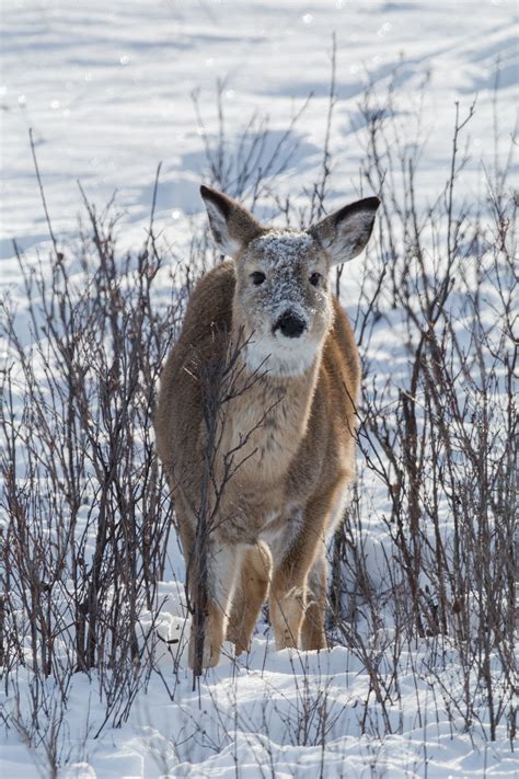 Fawn in the Snow : r/aww