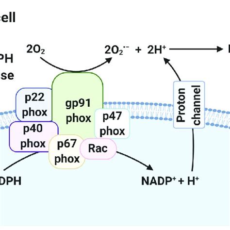 Generation Of Ros In Electron Transport Chain Etc The Etc Is Located Download Scientific