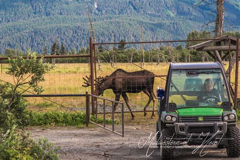 Alaska Wildlife Conservation Center | Midwestern At Heart