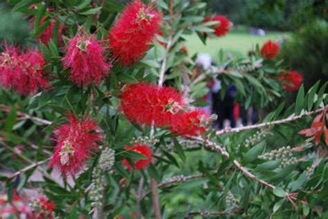 Callistemon Citrinus Splendens Emerald Plants