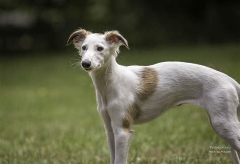 Windsprite Hündin Liebes vom schwarzen Schwan