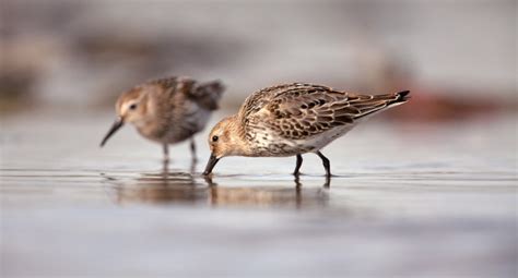 Birdtrack Migration Bto British Trust For Ornithology