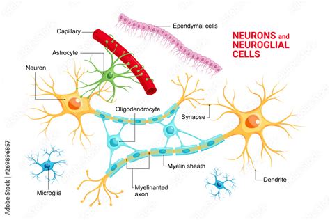 Vecteur Stock Vector Infographic Of Neuron And Glial Cells Neuroglia