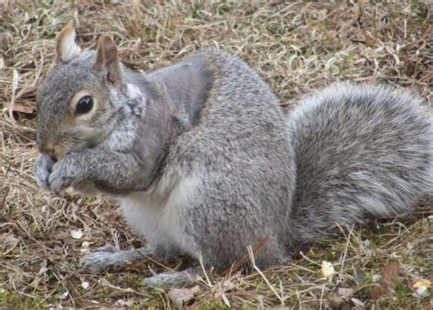 Tree Squirrels Wildlife Illinois