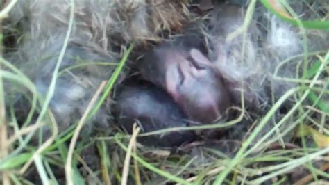 Fresh Baby Bunny Rabbits In Nest Youtube