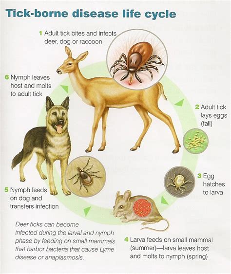 treatment  dogs  lyme disease