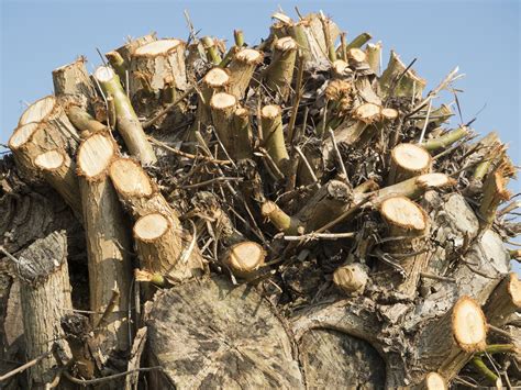 The Permaculture Practice of Wood Coppicing