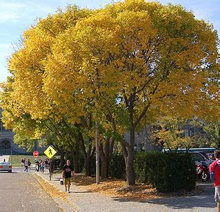 The Ash: Beautiful and Fleeting - Nature's Perspective Landscaping