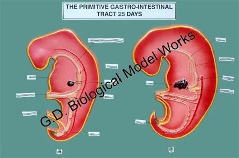 The Primitive Gastro Intestinal Tract 25 Days Embryology Model At