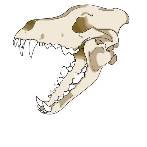 Wolf Skull By Cybercupcake On Deviantart