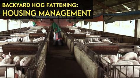 Backyard Hog Fattening Housing Management Agribusiness B Meg Episode