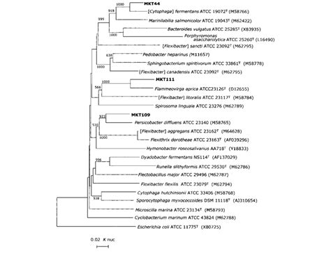 Phylogenetic Tree Based On Almost Complete S Rdna Sequences Comparing