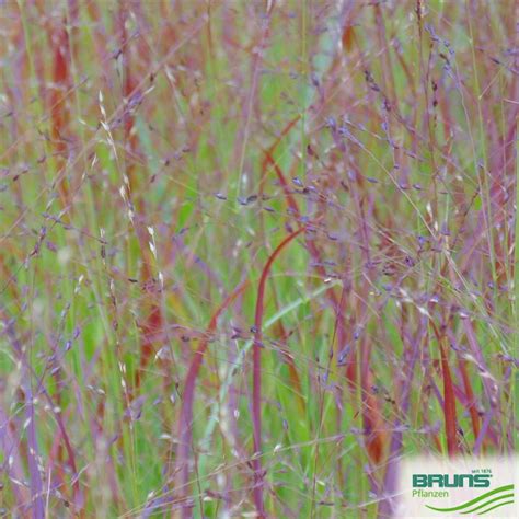 Panicum Virgatum Haense Herms Von Bruns Pflanzen