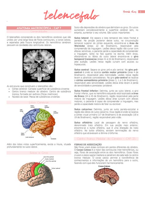 Telencefalo Neuroanatomia Anatomia Macrosc P Ica Cap