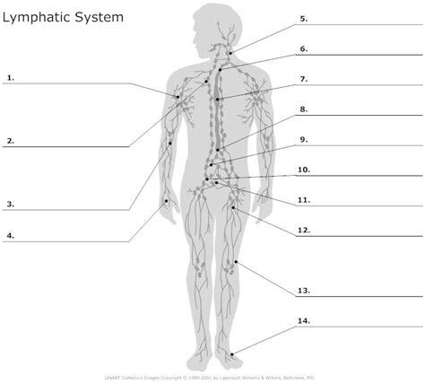 Lymphatic System Worksheet Worksheet