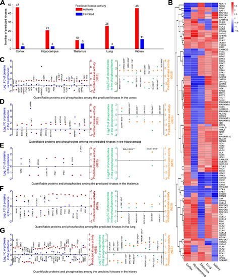 Figure 4 From Proteomic And Phosphoproteomic Characteristics Of The