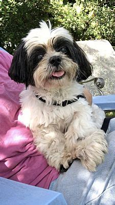 Davie Fl Shih Tzu Meet Hugo A Pet For Adoption Adoptapet