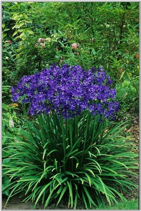 164 Best Purple Perennials Images On Pinterest Purple Perennials