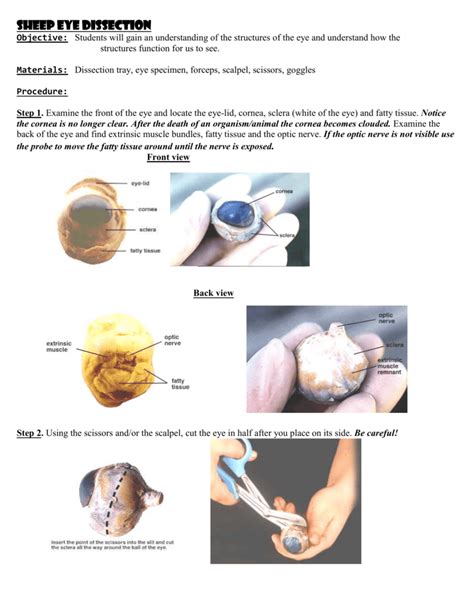 Sheep Eye Dissection