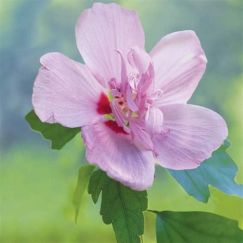 13 Summer Flowering Shrubs That Are Super Easy To Grow Rose Of Sharon