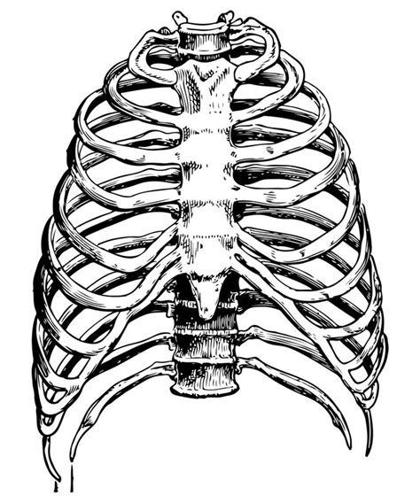 Human Ribcage Anatomy Detailed Illustration Art Print By FunnyImages