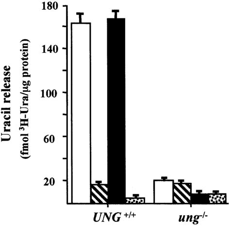 Excision Of Deaminated Cytosine From The Vertebrate Genome Role Of The