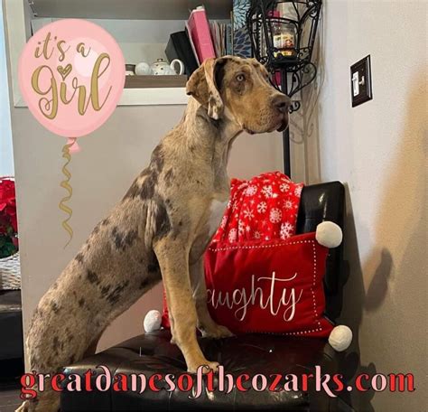 AKC Female Chocolate Merle Tanpoint Great Dane Great Dane Puppies For