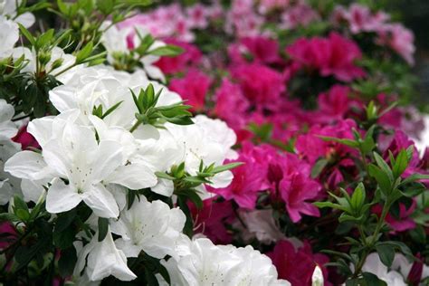 Pruning Azaleas How To Trim Azalea Bushes When To Trim Azaleas Artofit