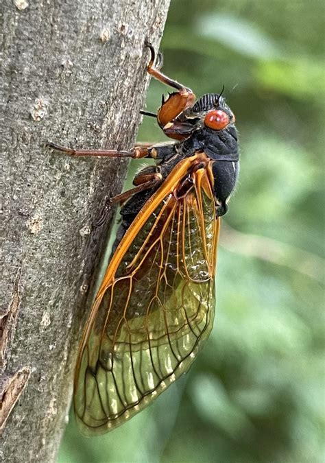 Biologist Explains Everything to Know About This Year’s Cicadas ...