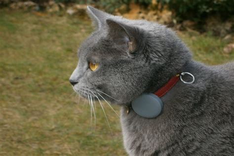 Cat Collar Considerations - What to Look for When Choosing a Collar for Your Cat