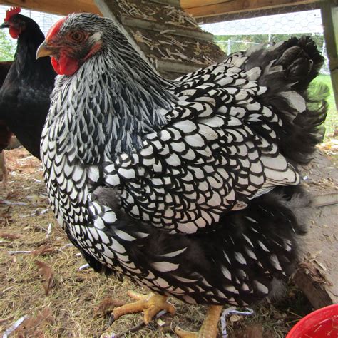 Silver Laced Wyandotte Chickens Wyandotte Chicken