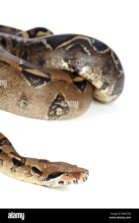 Boa Constrictor Serpiente Sobre Fondo Blanco Fotograf A De Stock Alamy