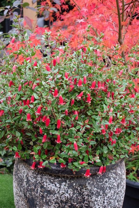 Plant Growers Australia Correa Red Perfect Pollinator