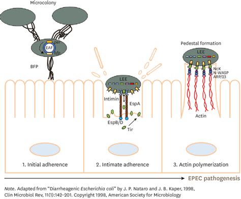 Ae Lesion Formation By Type Iv Bfp And Lee Of Epec On The Small