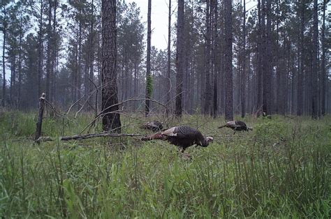 Prescribed Fire Promoting Better Forest And Wildlife Management