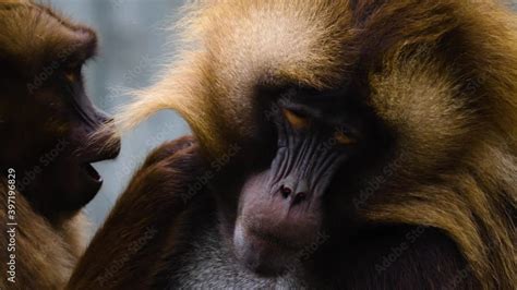 Close Up Of Male Baboon Mating With A Female Stock Video Adobe Stock