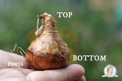 7 Flower Bulb Planting Tips for Beginners | Empress of Dirt