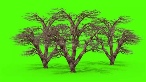 Three Trees Wind Green Screen 3d Rendering Animation 4k Stock Footage Video Of Screen Forest