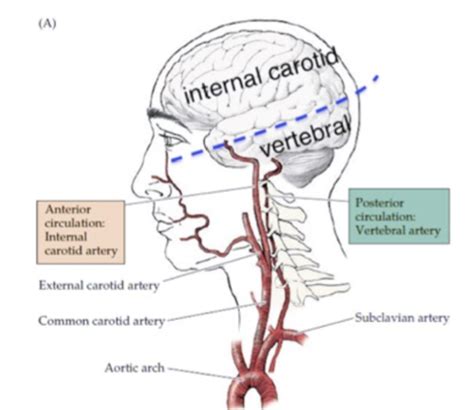 Arterial Supply Meninges Ventricular System Flashcards Quizlet