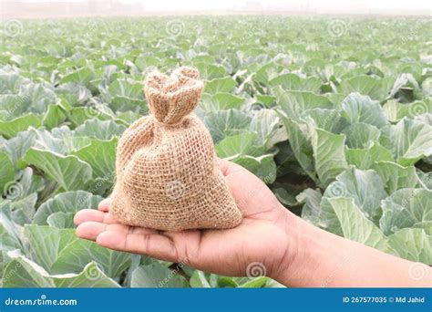 Money Bag With Cabbage Farm This Is Cash Crops Stock Image Image Of