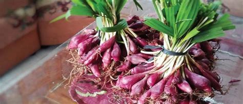 Nutrisi Khasiat Bawang Dayak Yang Baik Untuk Kesehatan SehatFresh