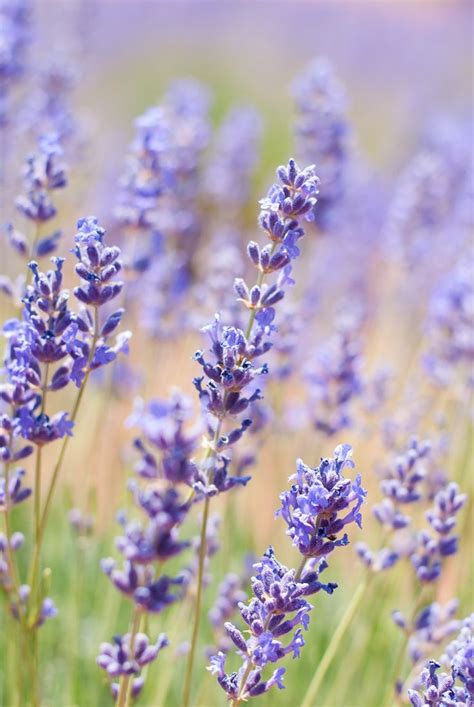 Guide Culinary Lavender Edible Lavender Culinary Lavender Edible