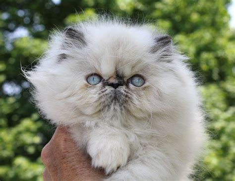 Tortoiseshell Persian Cat Price Face Great Bloggers Photogallery