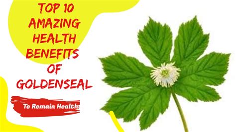 Top Amazing Health Benefits Of Goldenseal Youtube