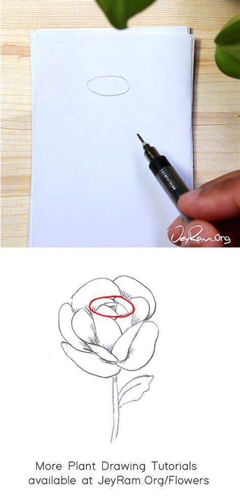 How to Draw a Rose : Step by Step for Beginners - JeyRam Spiritual Art