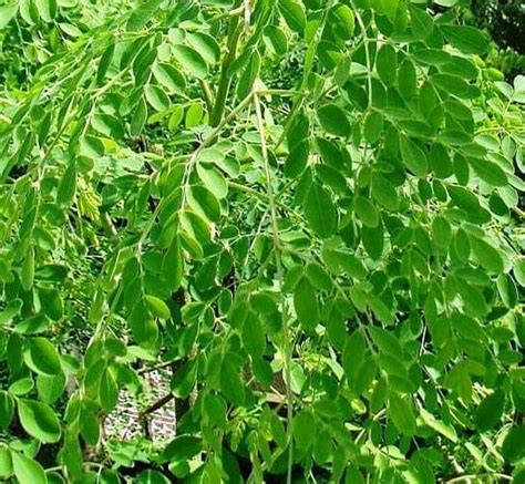 Jual Daun Kelor Segar Original Meningkatkan Sistem Imun Di Lapak BUMI