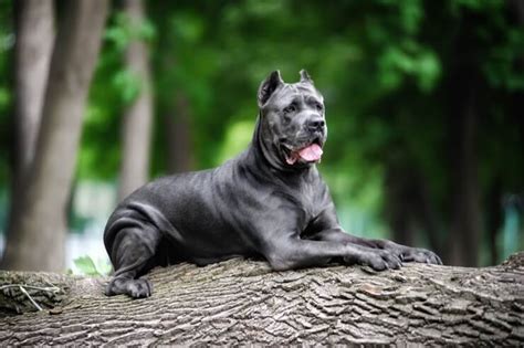 Cane Corso Breed Information & Characteristics | Perfect Dog Breeds